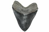 Fossil Megalodon Tooth - South Carolina #301785-2